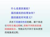 4.2 基因重组使子代出现变异 课件2020-2021学年浙科版（2019）高一生物必修二