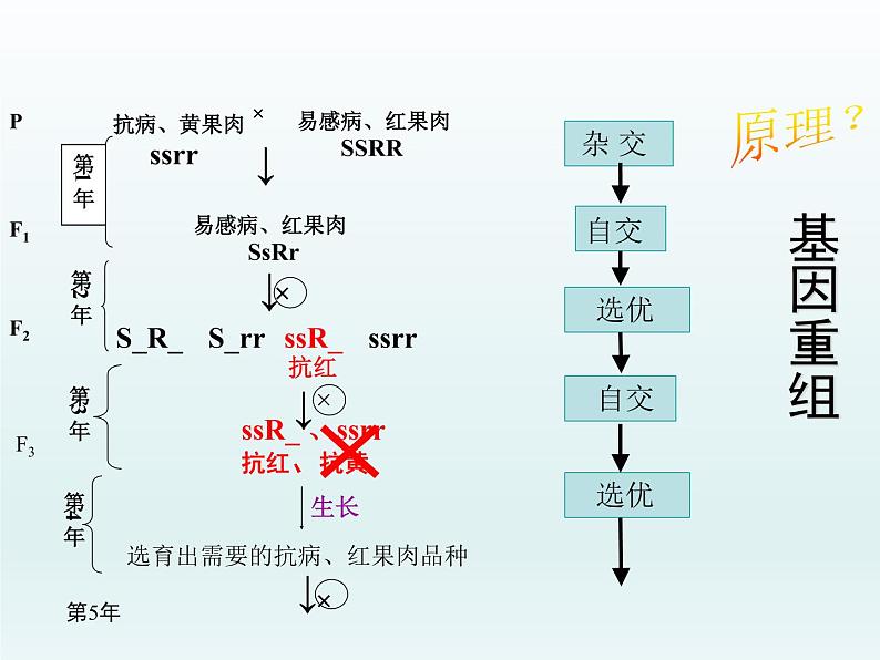 4.2 基因重组使子代出现变异 课件2020-2021学年浙科版（2019）高一生物必修二06