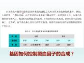 3.4 基因控制蛋白质合成 课件2020-2021学年浙科版（2019）高一生物必修二
