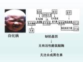 3.4 基因控制蛋白质合成 课件2020-2021学年浙科版（2019）高一生物必修二