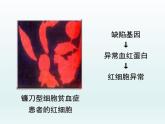 3.4 基因控制蛋白质合成 课件2020-2021学年浙科版（2019）高一生物必修二