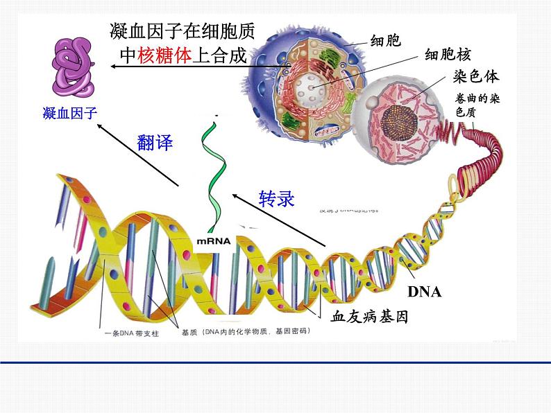 3.4 基因控制蛋白质合成 课件2020-2021学年浙科版（2019）高一生物必修二第7页