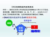 3.2 遗传信息编码在DNA分子上 课件2020-2021学年浙科版（2019）高一生物必修二