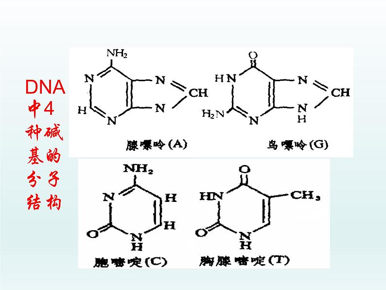 3.2 遗传信息编码在DNA分子上 课件2020-2021学年浙科版（2019）高一生物必修二04