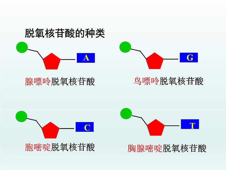 3.2 遗传信息编码在DNA分子上 课件2020-2021学年浙科版（2019）高一生物必修二05