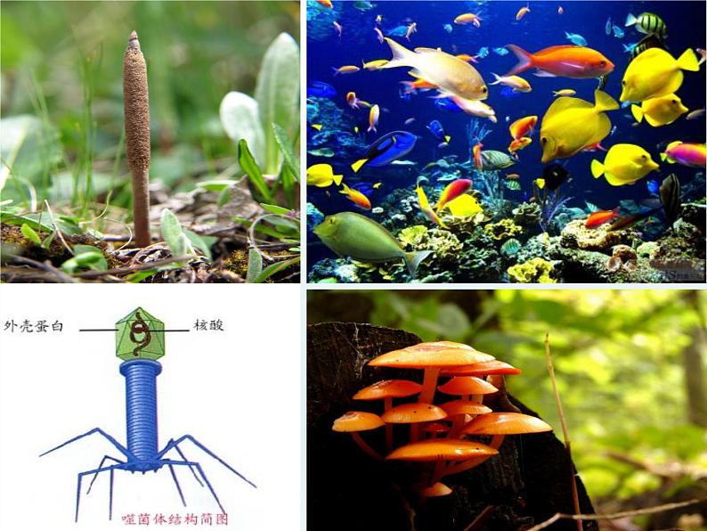 5.1 丰富多样的现存物种来自共同祖先 课件2020-2021学年浙科版（2019）高一生物必修二02