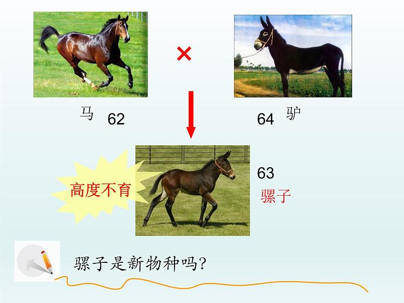 5.1 丰富多样的现存物种来自共同祖先 课件2020-2021学年浙科版（2019）高一生物必修二08