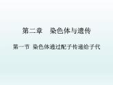 2.1 染色体通过配子传递给子代 课件2020-2021学年浙科版（2019）高一生物必修二