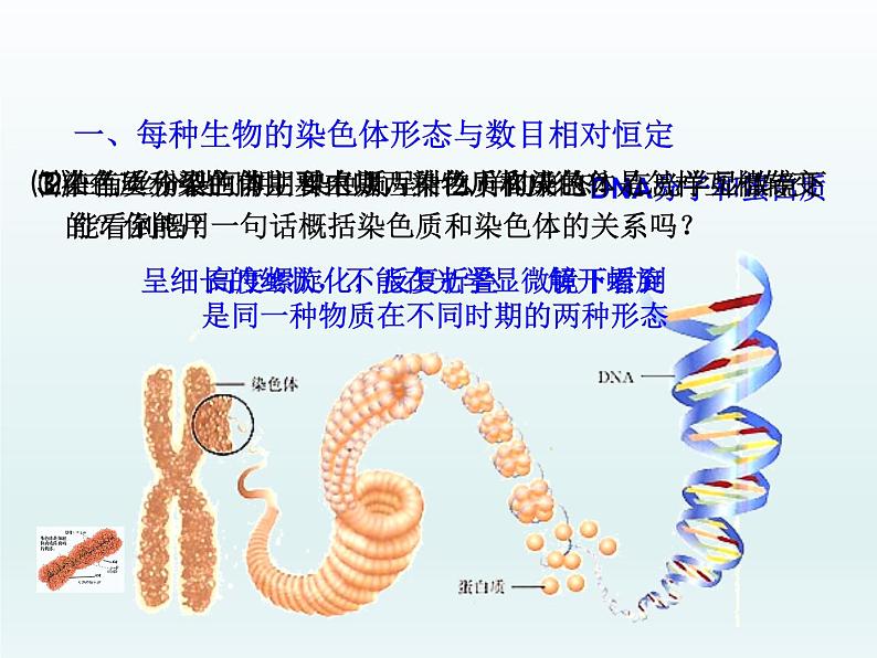 2.1 染色体通过配子传递给子代 课件2020-2021学年浙科版（2019）高一生物必修二第2页