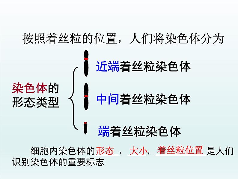 2.1 染色体通过配子传递给子代 课件2020-2021学年浙科版（2019）高一生物必修二第3页