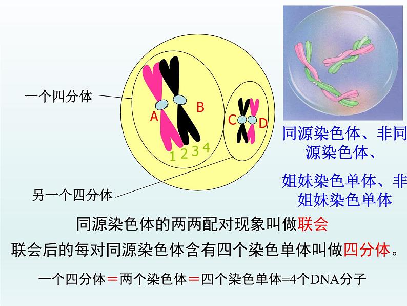 2.1 染色体通过配子传递给子代 课件2020-2021学年浙科版（2019）高一生物必修二第7页