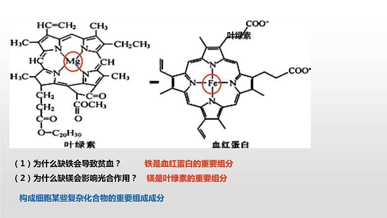 1.1 水和无机盐是构成细胞的重要无机物(2) 课件浙科版（2019）高中生物必修一(共19张PPT)08