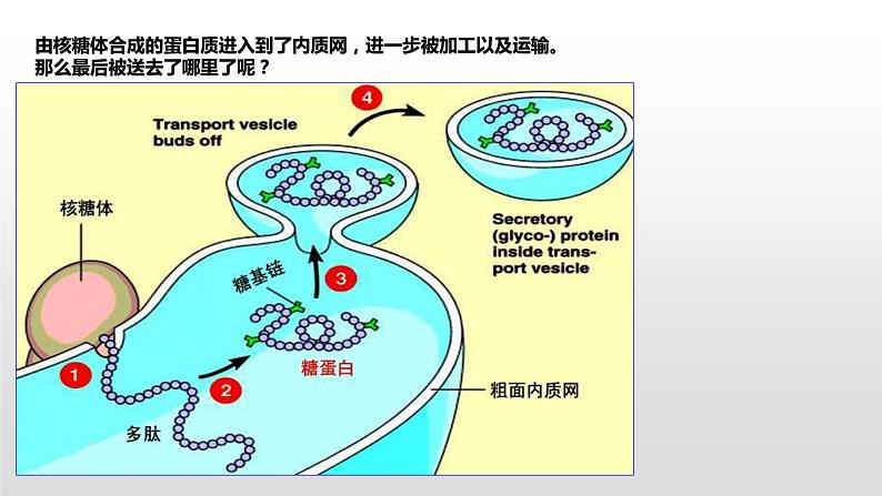 2.3 细胞质是多项生命活动的场所（1） 课件浙科版（2019）高中生物必修一(共19张PPT)02