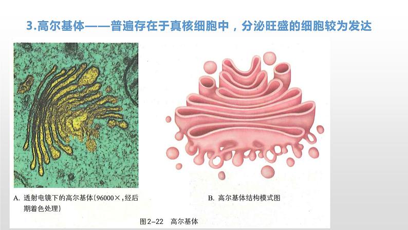 2.3 细胞质是多项生命活动的场所（1） 课件浙科版（2019）高中生物必修一(共19张PPT)03