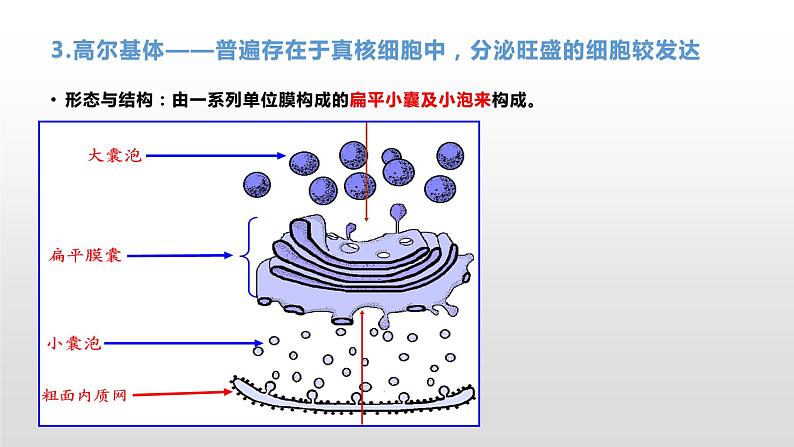 2.3 细胞质是多项生命活动的场所（1） 课件浙科版（2019）高中生物必修一(共19张PPT)04