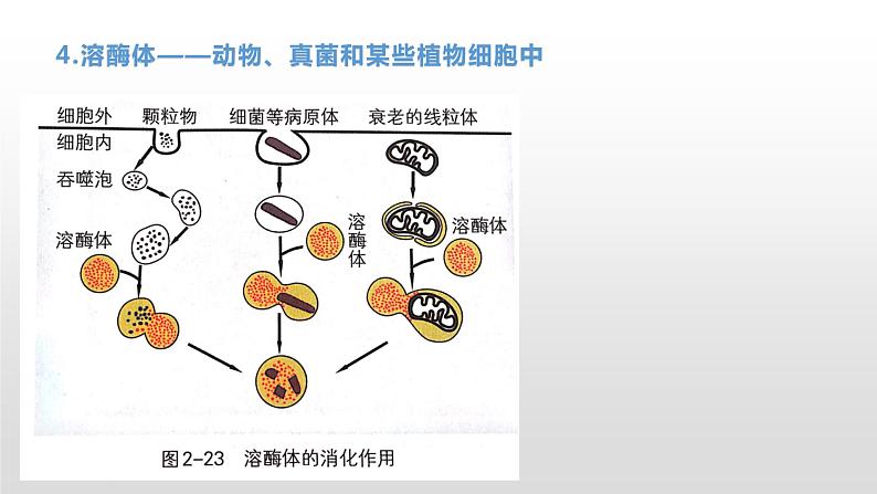 2.3 细胞质是多项生命活动的场所（1） 课件浙科版（2019）高中生物必修一(共19张PPT)06