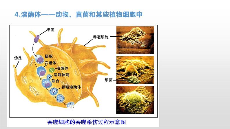 2.3 细胞质是多项生命活动的场所（1） 课件浙科版（2019）高中生物必修一(共19张PPT)07