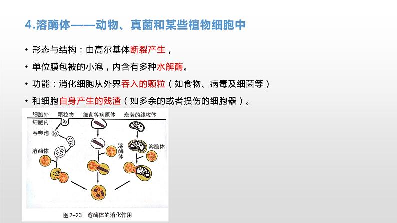 2.3 细胞质是多项生命活动的场所（1） 课件浙科版（2019）高中生物必修一(共19张PPT)08