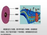 2.2 细胞膜控制细胞与周围环境的联系（1、2） 课件浙科版（2019）高中生物必修一(共40张PPT)