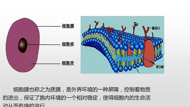 2.2 细胞膜控制细胞与周围环境的联系（1、2） 课件浙科版（2019）高中生物必修一(共40张PPT)02