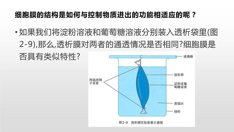 2.2 细胞膜控制细胞与周围环境的联系（1、2） 课件浙科版（2019）高中生物必修一(共40张PPT)06