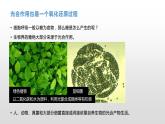 3.5 光合作用将光能转化为化学能（1）光合作用的概念及光合色素的提取与分离 课件浙科版（2019）高中生物必修一