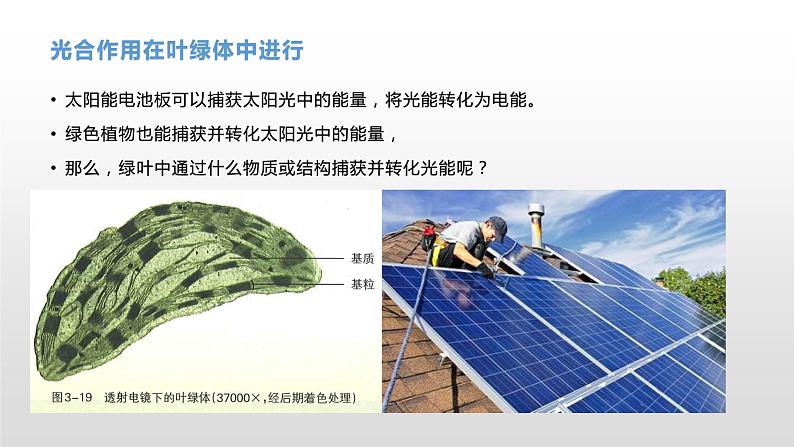 3.5 光合作用将光能转化为化学能（1）光合作用的概念及光合色素的提取与分离 课件浙科版（2019）高中生物必修一05