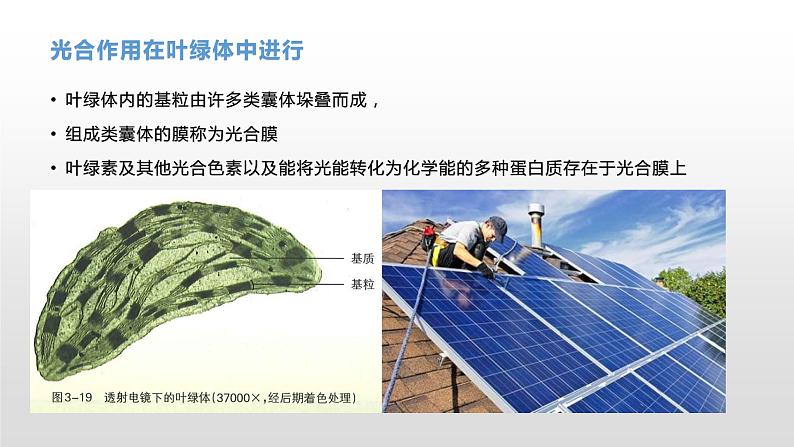 3.5 光合作用将光能转化为化学能（1）光合作用的概念及光合色素的提取与分离 课件浙科版（2019）高中生物必修一06
