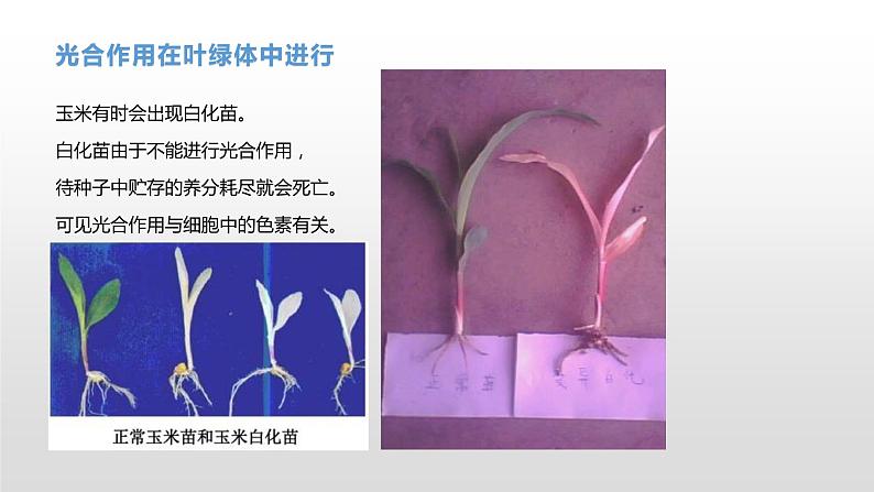 3.5 光合作用将光能转化为化学能（1）光合作用的概念及光合色素的提取与分离 课件浙科版（2019）高中生物必修一07