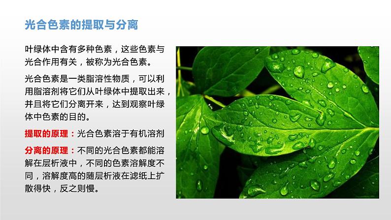 3.5 光合作用将光能转化为化学能（1）光合作用的概念及光合色素的提取与分离 课件浙科版（2019）高中生物必修一08