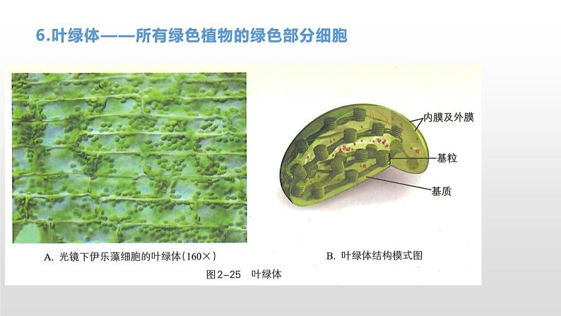 2.3 细胞质是多项生命活动的场所（2） 课件浙科版（2019）高中生物必修一(共29张PPT)08