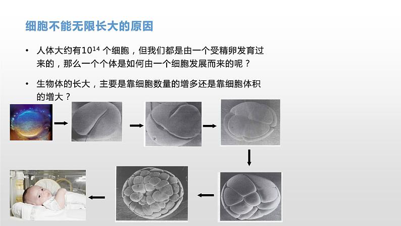 4.1 细胞通过分裂增殖（1） 课件浙科版（2019）高中生物必修一04