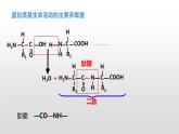 1.2 生物大分子以碳链为骨架（6、7、8）核酸及检测 课件浙科版（2019）高中生物必修一(共31张PPT)