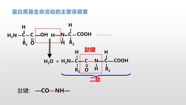 1.2 生物大分子以碳链为骨架（6、7、8）核酸及检测 课件浙科版（2019）高中生物必修一(共31张PPT)第4页