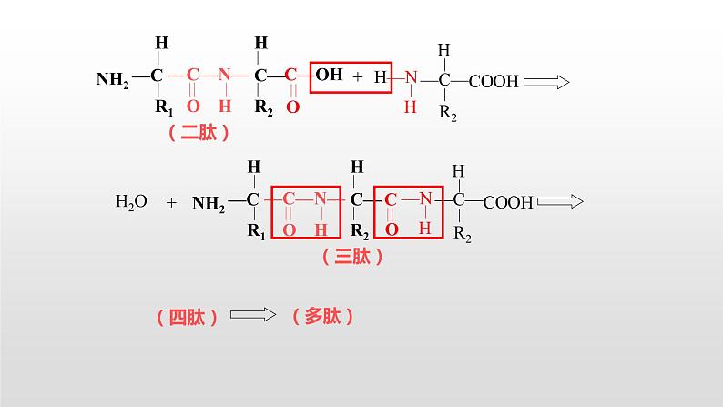 1.2 生物大分子以碳链为骨架（6、7、8）核酸及检测 课件浙科版（2019）高中生物必修一(共31张PPT)第7页