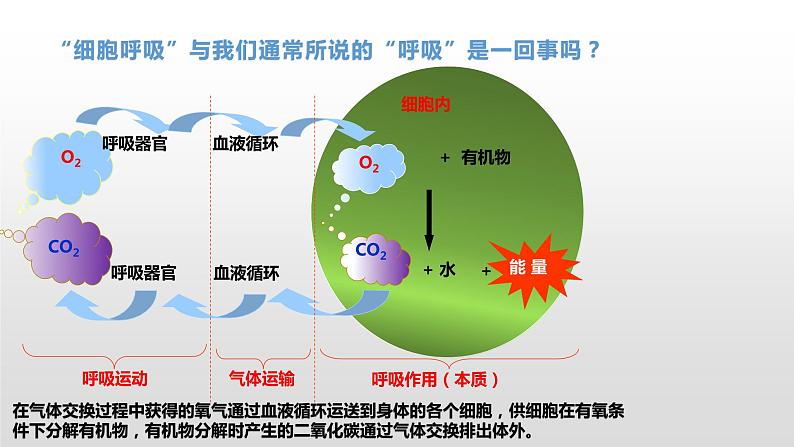 3.4 细胞呼吸为细胞生活提供能量（1）细胞呼吸的概念及其探究酵母菌的呼吸方式 课件浙科版（2019）高中生物必修一第3页