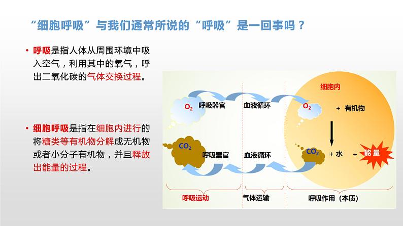 3.4 细胞呼吸为细胞生活提供能量（1）细胞呼吸的概念及其探究酵母菌的呼吸方式 课件浙科版（2019）高中生物必修一第4页