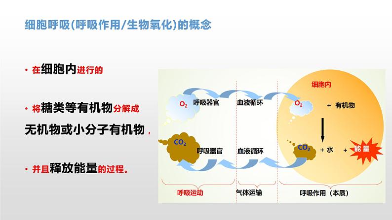 3.4 细胞呼吸为细胞生活提供能量（1）细胞呼吸的概念及其探究酵母菌的呼吸方式 课件浙科版（2019）高中生物必修一第5页