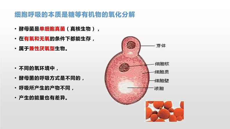 3.4 细胞呼吸为细胞生活提供能量（1）细胞呼吸的概念及其探究酵母菌的呼吸方式 课件浙科版（2019）高中生物必修一第6页