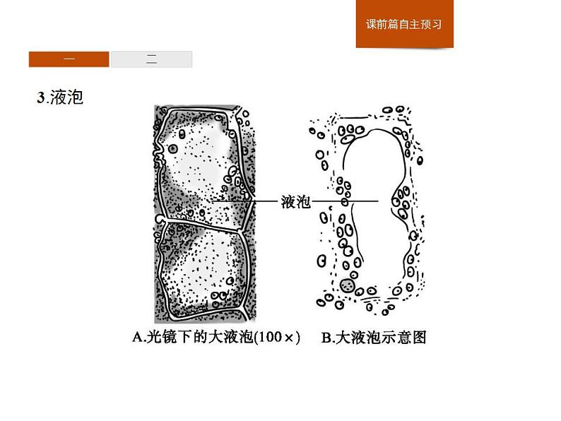 2.3 第2课时　其他细胞器、细胞溶胶及细胞骨架的功能-课件浙科版（2019）高中生物必修一第5页