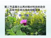 1.2 自由组合定律 课件2020-2021学年浙科版（2019）高一生物必修二