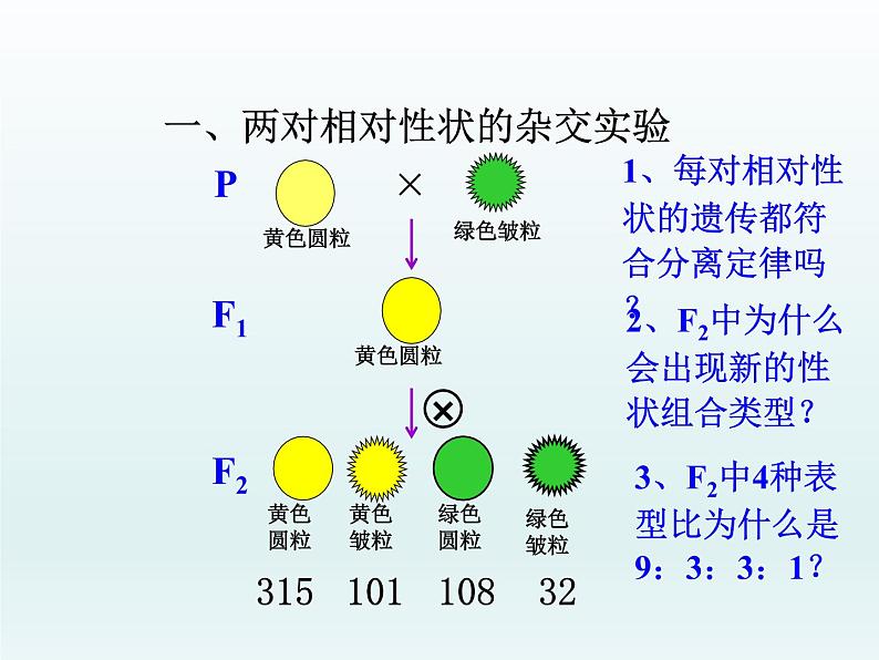 1.2 自由组合定律 课件2020-2021学年浙科版（2019）高一生物必修二03