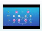 1.2 自由组合定律 课件2020-2021学年浙科版（2019）高一生物必修二