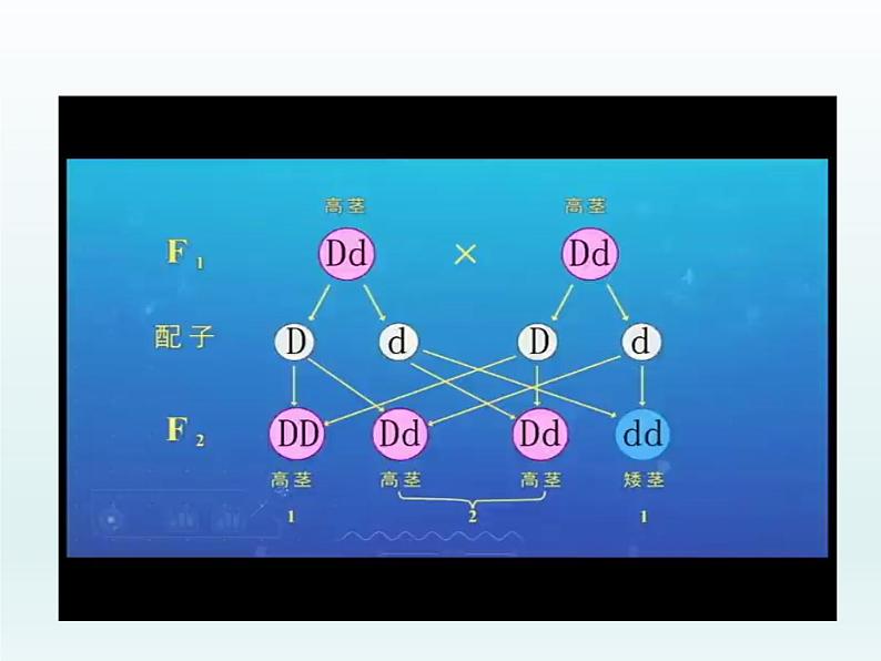 1.2 自由组合定律 课件2020-2021学年浙科版（2019）高一生物必修二04