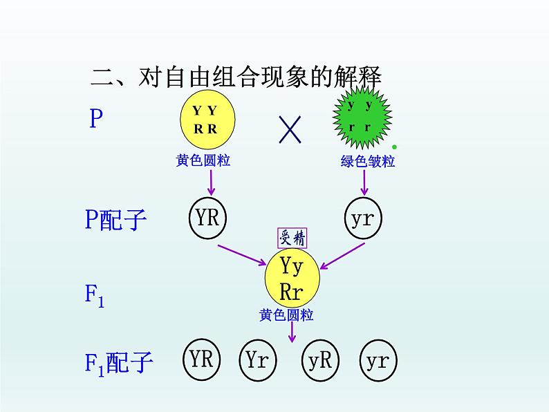 1.2 自由组合定律 课件2020-2021学年浙科版（2019）高一生物必修二05