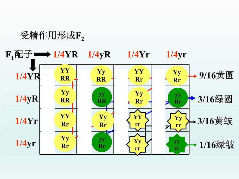 1.2 自由组合定律 课件2020-2021学年浙科版（2019）高一生物必修二06