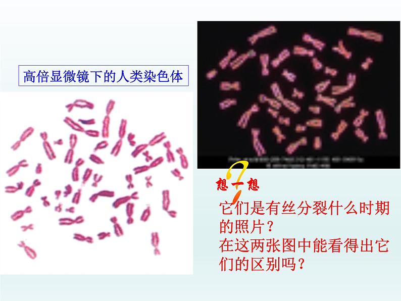 2.3 性染色体上基因的传和性别相关联 课件2020-2021学年浙科版（2019）高一生物必修二05