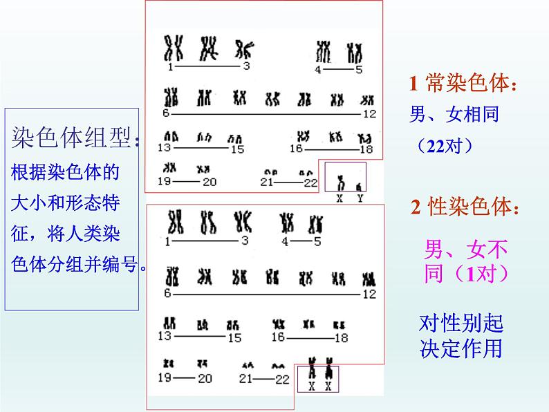 2.3 性染色体上基因的传和性别相关联 课件2020-2021学年浙科版（2019）高一生物必修二06