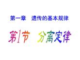 1.1 分离定律 课件2020-2021学年浙科版（2019）高一生物必修二