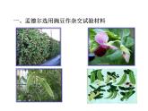 1.1 分离定律 课件2020-2021学年浙科版（2019）高一生物必修二